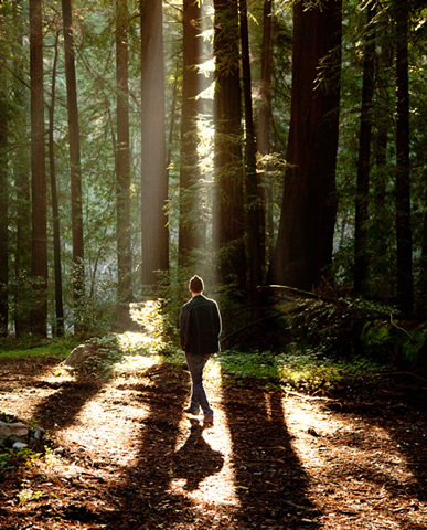 Glen Oaks Big Sur nature walk